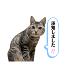 我が家のレオン君スタンプ2（個別スタンプ：4）