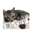 我が家のレオン君スタンプ2（個別スタンプ：5）