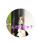 はじめまして、にゃあです！（個別スタンプ：1）