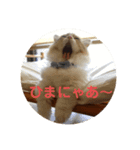 はじめまして、にゃあです！（個別スタンプ：2）
