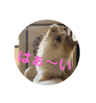 はじめまして、にゃあです！（個別スタンプ：4）