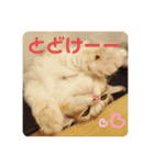 はじめまして、にゃあです！（個別スタンプ：5）