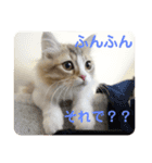 はじめまして、にゃあです！（個別スタンプ：6）