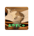 はじめまして、にゃあです！（個別スタンプ：7）