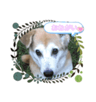 ハラス2020（個別スタンプ：5）