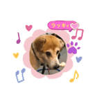 ハラス2020（個別スタンプ：13）