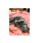 ももイロイロ（個別スタンプ：10）