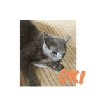ももイロイロ（個別スタンプ：15）