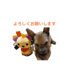 日常使えるノーリッチなマット＆ねね＆ロビン（個別スタンプ：1）