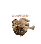 日常使えるノーリッチなマット＆ねね＆ロビン（個別スタンプ：4）