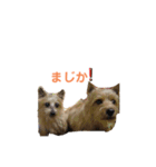 日常使えるノーリッチなマット＆ねね＆ロビン（個別スタンプ：14）