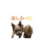 日常使えるノーリッチなマット＆ねね＆ロビン（個別スタンプ：22）