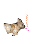 日常使えるノーリッチなマット＆ねね＆ロビン（個別スタンプ：26）