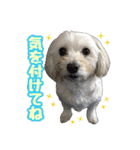 マルックス★ここ（個別スタンプ：8）