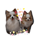 ワンにゃんfamiliar（個別スタンプ：1）