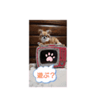ワンにゃんfamiliar（個別スタンプ：6）