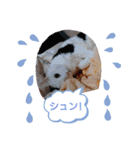 ワンにゃんfamiliar（個別スタンプ：7）