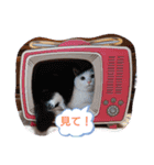 ワンにゃんfamiliar（個別スタンプ：8）