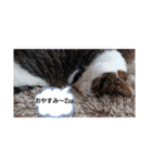 ワンにゃんfamiliar（個別スタンプ：9）