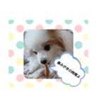 ワンにゃんfamiliar（個別スタンプ：12）