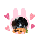 ワンにゃんfamiliar（個別スタンプ：13）