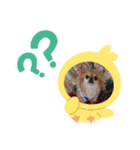 ワンにゃんfamiliar（個別スタンプ：17）