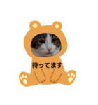 ワンにゃんfamiliar（個別スタンプ：22）