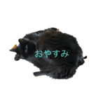 猫はな（個別スタンプ：1）