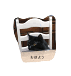猫はな（個別スタンプ：6）