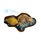 うちのこぷーのん（個別スタンプ：2）