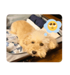 うちのこぷーのん（個別スタンプ：4）