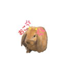 ロップくん2（個別スタンプ：5）