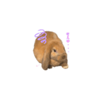 ロップくん2（個別スタンプ：14）