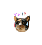 ウェンツさん（個別スタンプ：1）