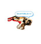 ウェンツさん（個別スタンプ：4）