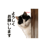 猫のもふさんスタンプその1（個別スタンプ：1）