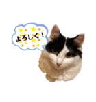 猫のもふさんスタンプその1（個別スタンプ：2）