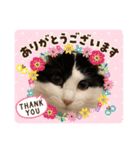 猫のもふさんスタンプその1（個別スタンプ：3）