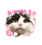 猫のもふさんスタンプその1（個別スタンプ：4）