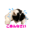 猫のもふさんスタンプその1（個別スタンプ：7）