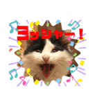 猫のもふさんスタンプその1（個別スタンプ：8）