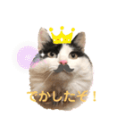 猫のもふさんスタンプその1（個別スタンプ：9）