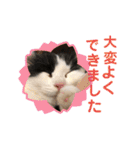 猫のもふさんスタンプその1（個別スタンプ：10）
