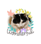 猫のもふさんスタンプその1（個別スタンプ：11）