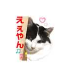 猫のもふさんスタンプその1（個別スタンプ：12）