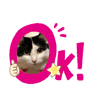 猫のもふさんスタンプその1（個別スタンプ：13）