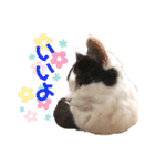 猫のもふさんスタンプその1（個別スタンプ：15）