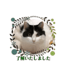 猫のもふさんスタンプその1（個別スタンプ：16）