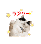 猫のもふさんスタンプその1（個別スタンプ：17）