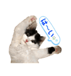 猫のもふさんスタンプその1（個別スタンプ：18）